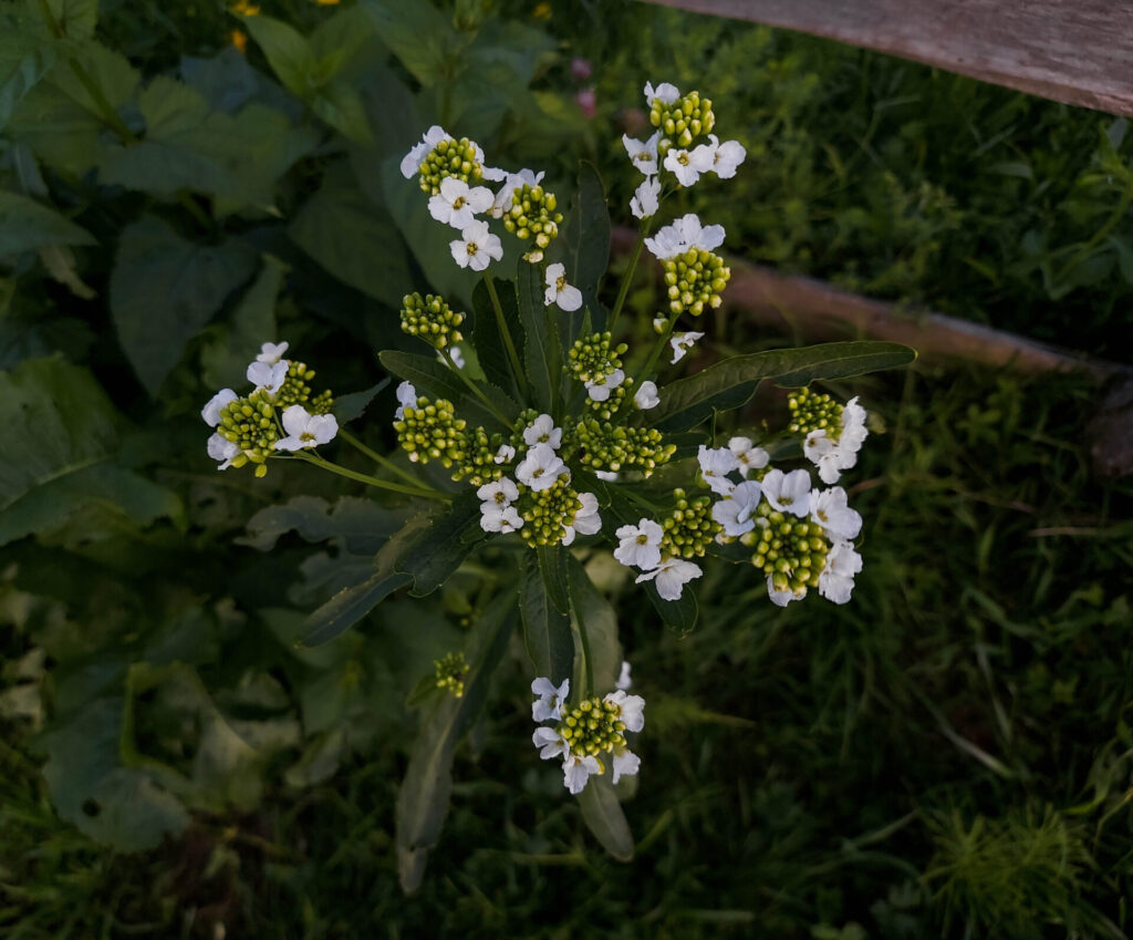 Kren / Meerrettich (Armoracia rusticana) Blüte