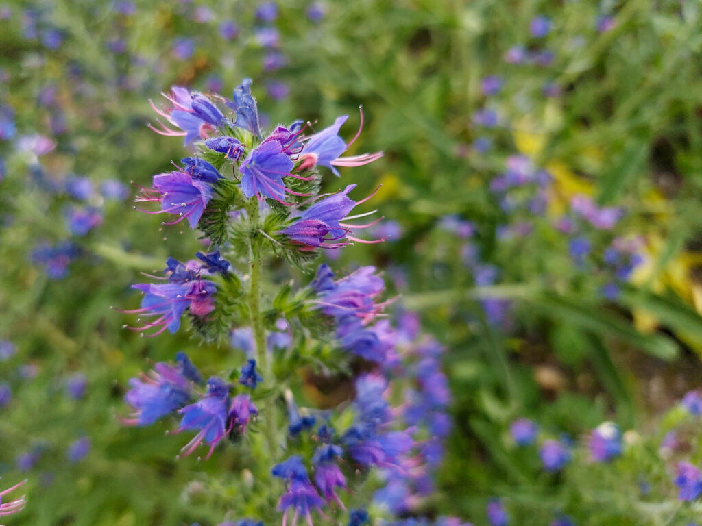 Natternkopf (Echium vulgare)