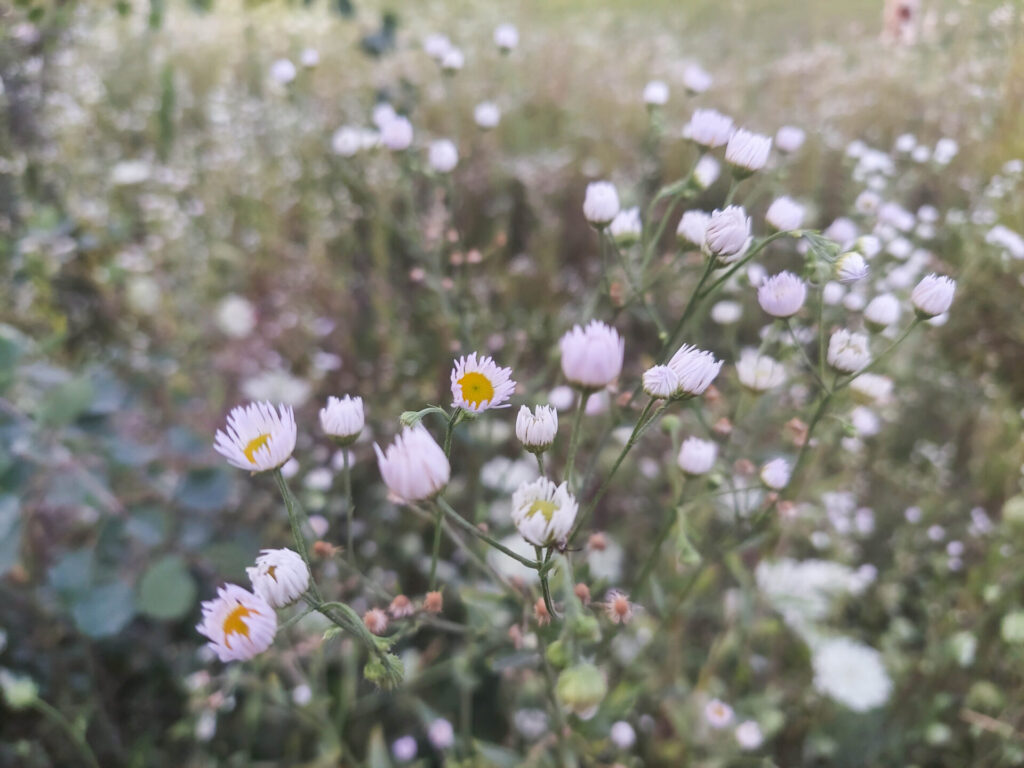 Einjähriges Berufkraut (Erigeron annuus)